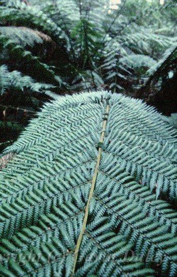 Tree Fern, Sassafras, Melbourne I.jpg